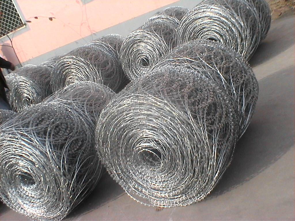 Six coils of flat razor wire on the ground
